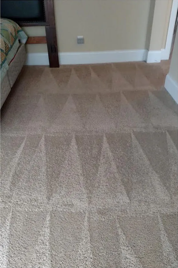 After: the carpet cleaned, with fresh grooming lines across it.