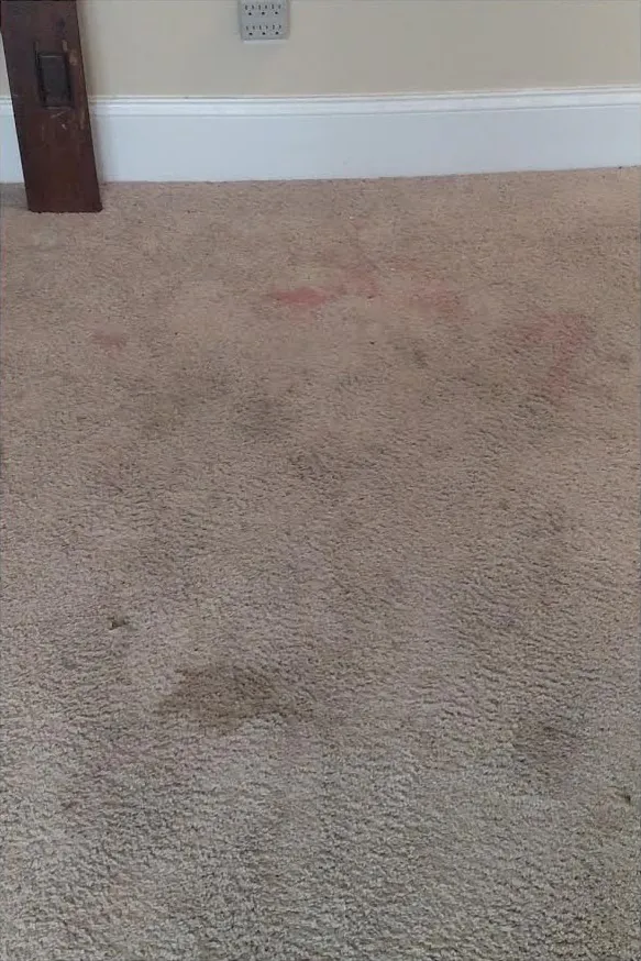Before: a beige bedroom carpet with dark patches and a red stain near the baseboard.