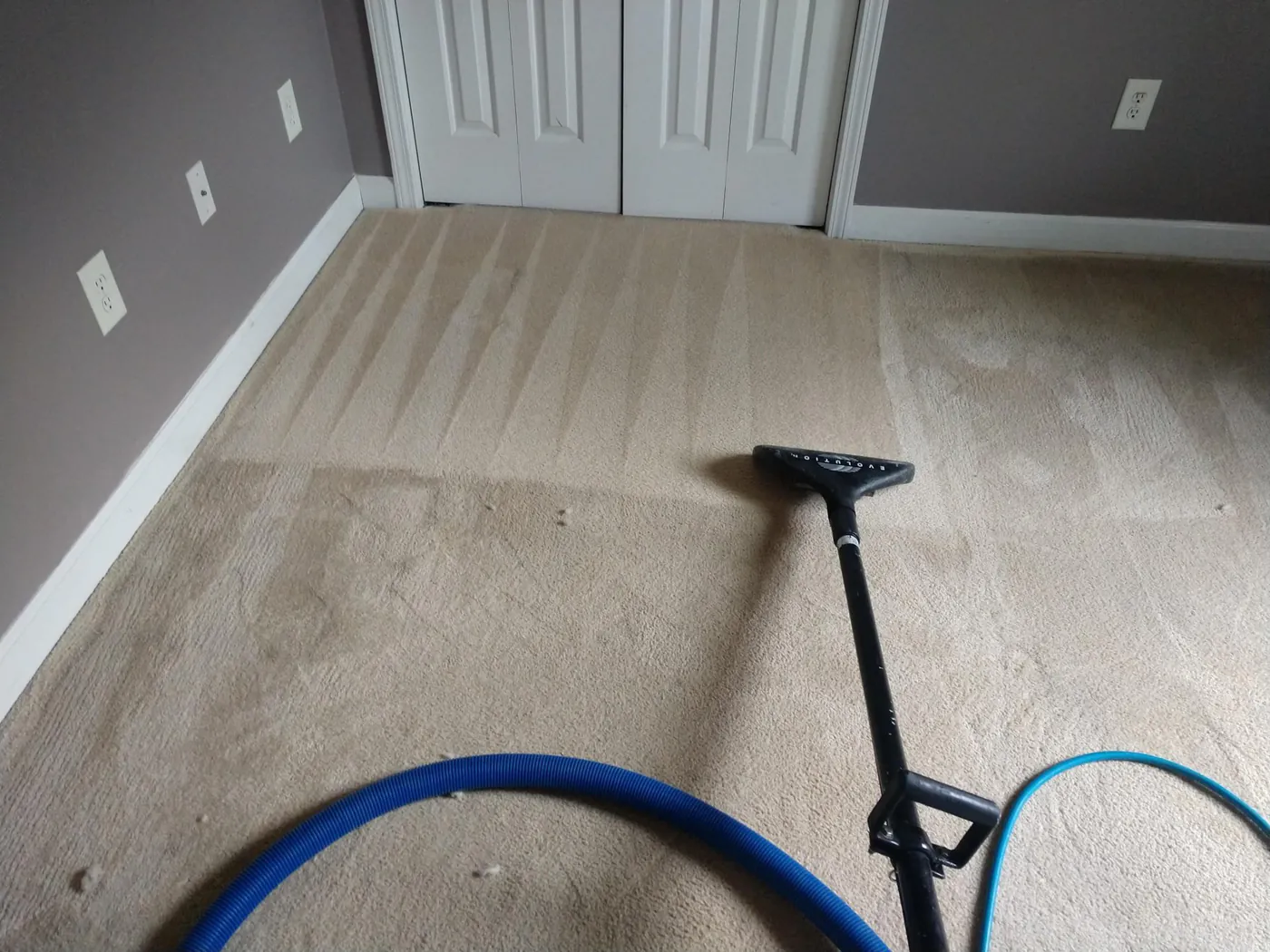 A carpet mid-clean: the far part already shows fresh grooming lines, the foreground is still to do.